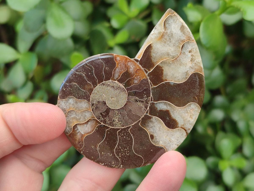 Polished Opalized Cleoniceras Ammonite Fossil Pairs x 8 From Tulear, Madagascar - Toprock Gemstones and Minerals 