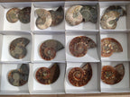 Polished Opalized Cleoniceras Ammonite Fossil Pairs x 8 From Tulear, Madagascar - Toprock Gemstones and Minerals 