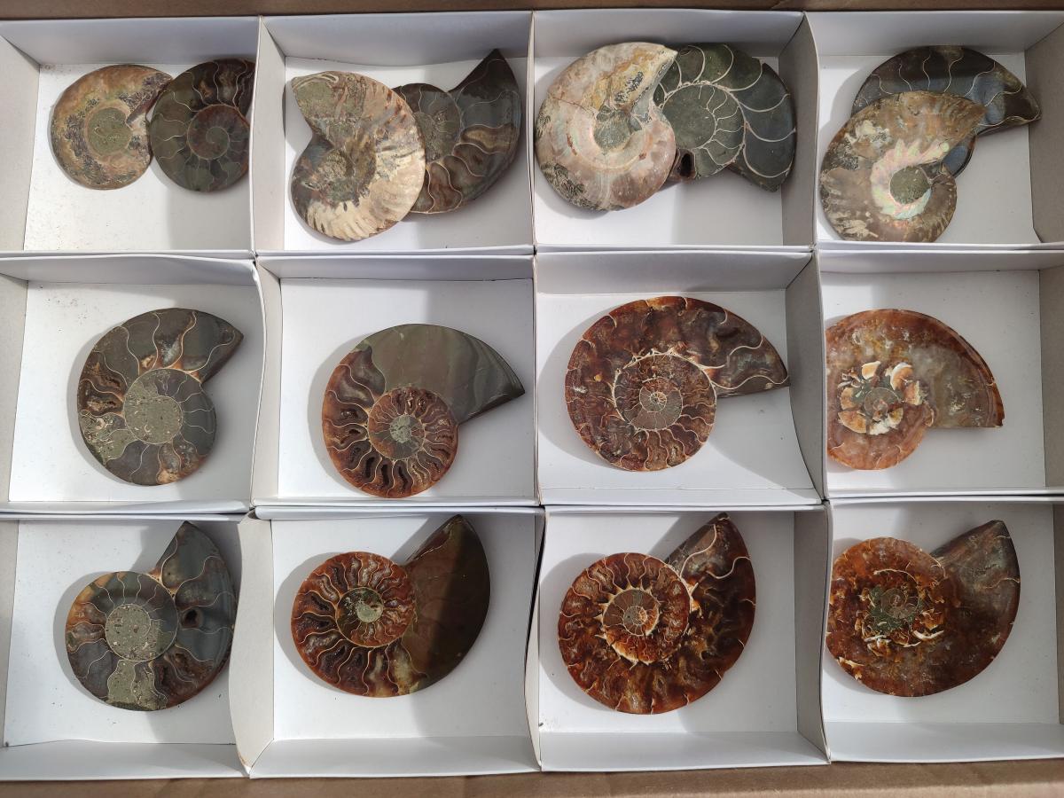 Polished Opalized Cleoniceras Ammonite Fossil Pairs x 8 From Tulear, Madagascar - Toprock Gemstones and Minerals 