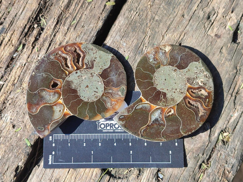 Polished Opalized Cleoniceras Ammonite Fossil Pairs x 8 From Tulear, Madagascar - Toprock Gemstones and Minerals 