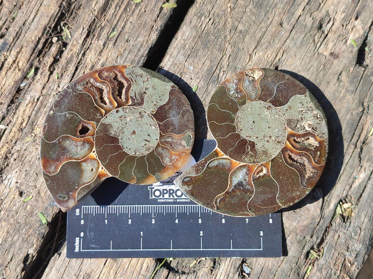 Polished Opalized Cleoniceras Ammonite Fossil Pairs x 8 From Tulear, Madagascar - Toprock Gemstones and Minerals 