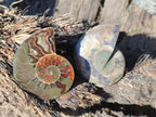Polished Opalized Cleoniceras Ammonite Fossil Pairs x 8 From Tulear, Madagascar - Toprock Gemstones and Minerals 