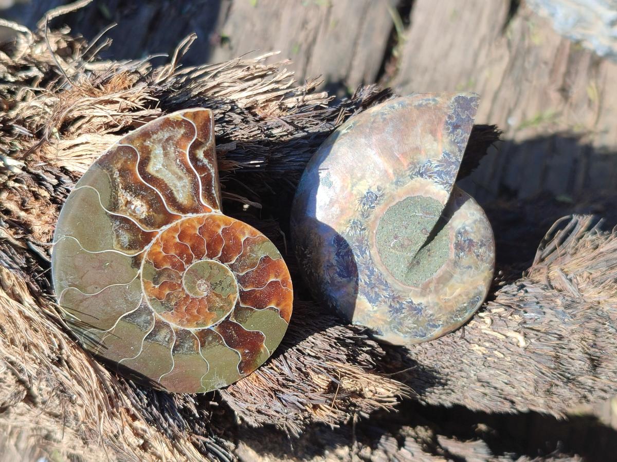 Polished Opalized Cleoniceras Ammonite Fossil Pairs x 8 From Tulear, Madagascar - Toprock Gemstones and Minerals 
