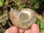 Polished Opalized Cleoniceras Ammonite Fossil Pairs x 8 From Tulear, Madagascar - Toprock Gemstones and Minerals 