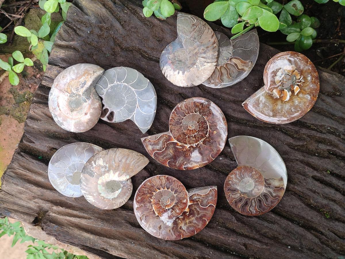 Polished Opalized Cleoniceras Ammonite Fossil Pairs x 8 From Tulear, Madagascar - Toprock Gemstones and Minerals 
