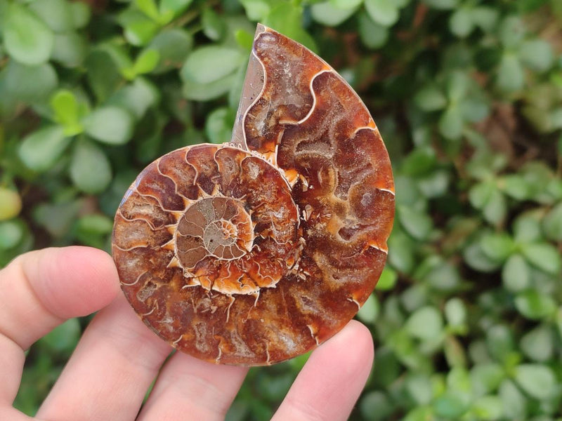 Polished Opalized Cleoniceras Ammonite Fossil Pairs x 8 From Tulear, Madagascar - Toprock Gemstones and Minerals 