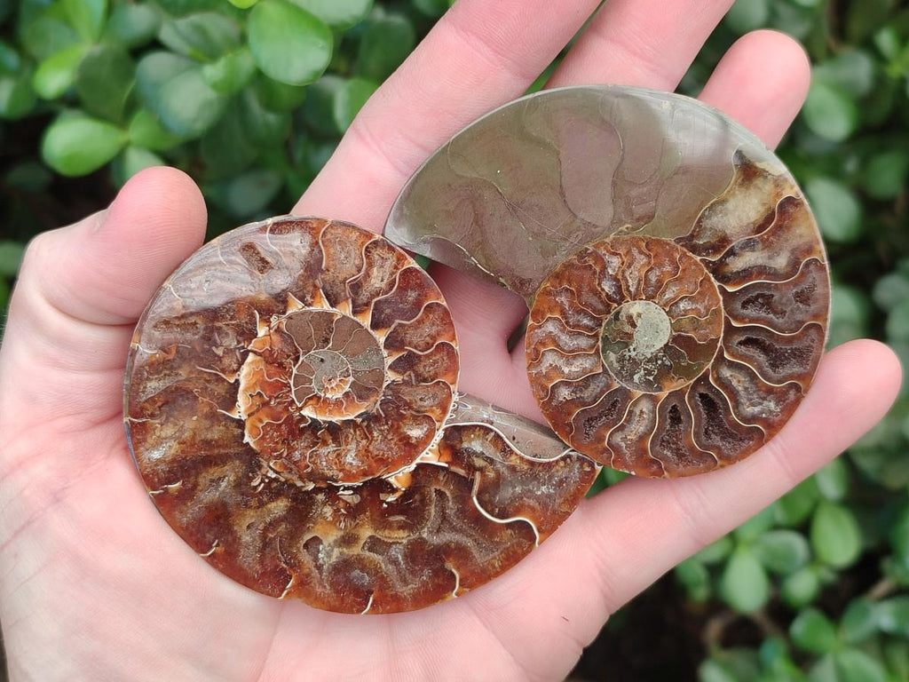 Polished Opalized Cleoniceras Ammonite Fossil Pairs x 8 From Tulear, Madagascar - Toprock Gemstones and Minerals 