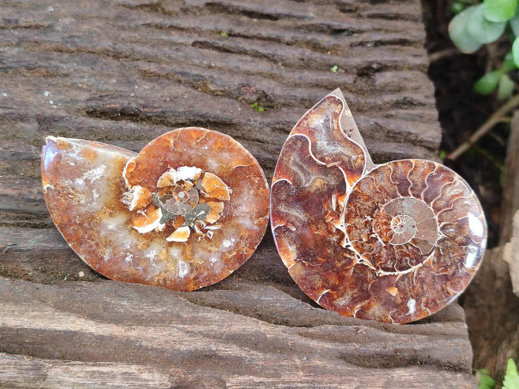 Polished Opalized Cleoniceras Ammonite Fossil Pairs x 8 From Tulear, Madagascar - Toprock Gemstones and Minerals 