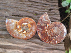 Polished Opalized Cleoniceras Ammonite Fossil Pairs x 8 From Tulear, Madagascar - Toprock Gemstones and Minerals 