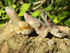 Natural Drusy Fairy Spirit Quartz Crystals x 70 From Boekenhouthoek, South Africa - Toprock Gemstones and Minerals 