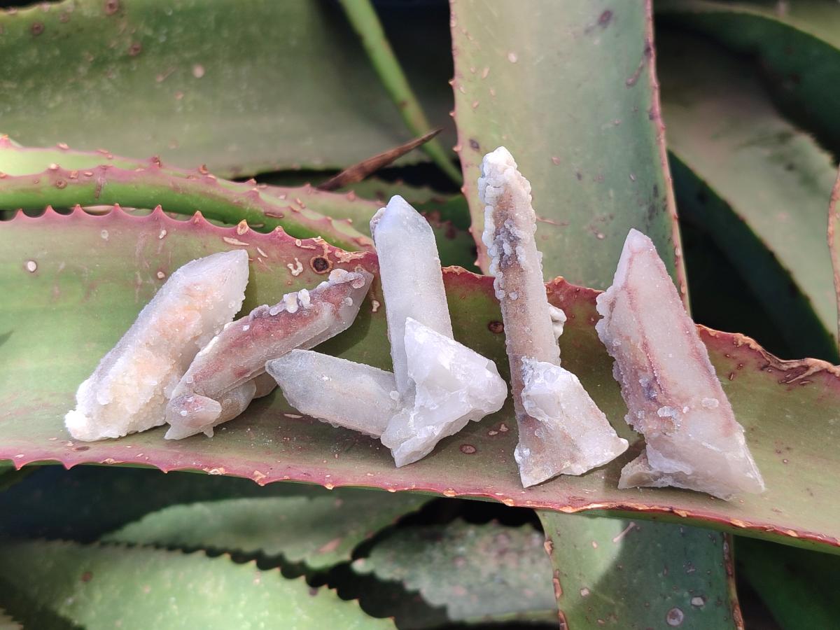 Natural Drusy Fairy Spirit Quartz Crystals x 70 From Boekenhouthoek, South Africa - Toprock Gemstones and Minerals 