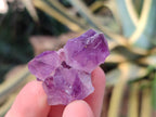 Natural Mini Amethyst Clusters x 70 From Ambatondrazaka, Madagascar - Toprock Gemstones and Minerals 