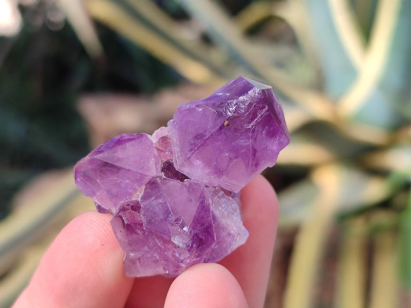 Natural Mini Amethyst Clusters x 70 From Ambatondrazaka, Madagascar - Toprock Gemstones and Minerals 