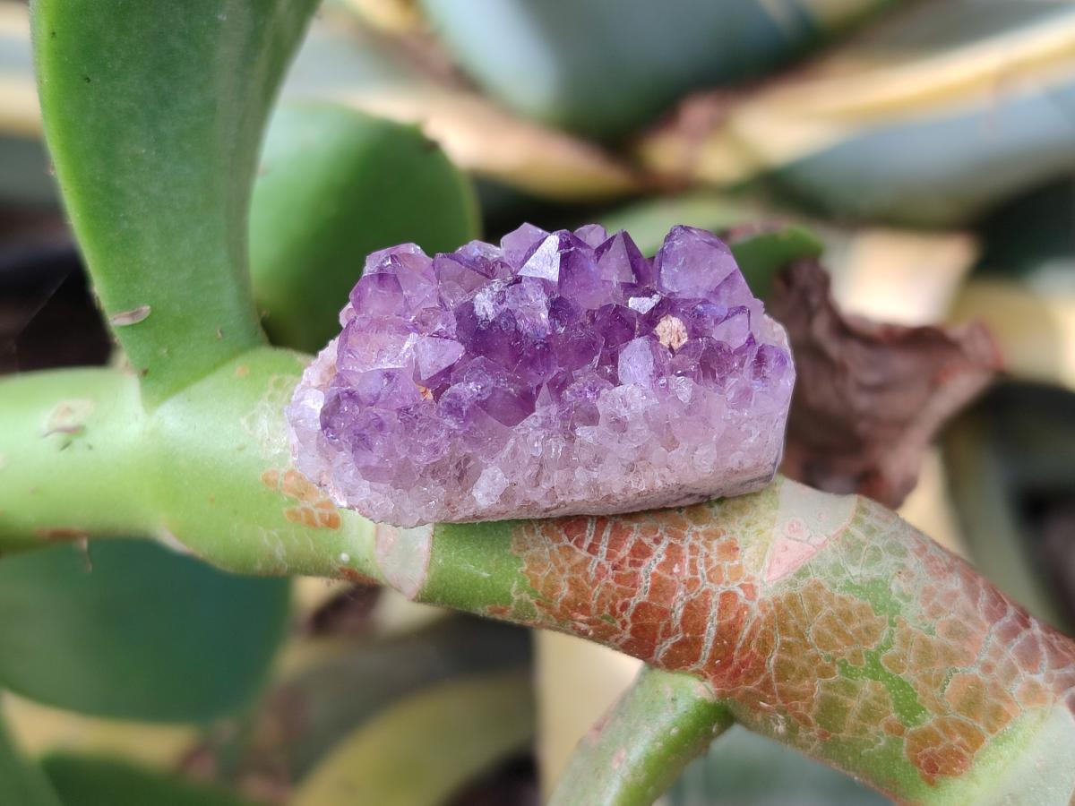 Natural Mini Amethyst Clusters x 70 From Ambatondrazaka, Madagascar - Toprock Gemstones and Minerals 