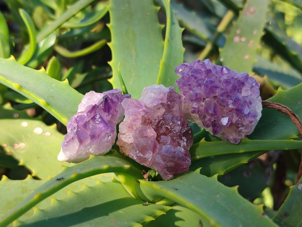 Natural Mini Amethyst Clusters x 70 From Ambatondrazaka, Madagascar - Toprock Gemstones and Minerals 