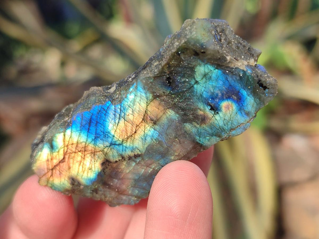 Polished One Side Labradorite Display Pieces Cut to Stand x 70 From Madagascar - Toprock Gemstones and Minerals 