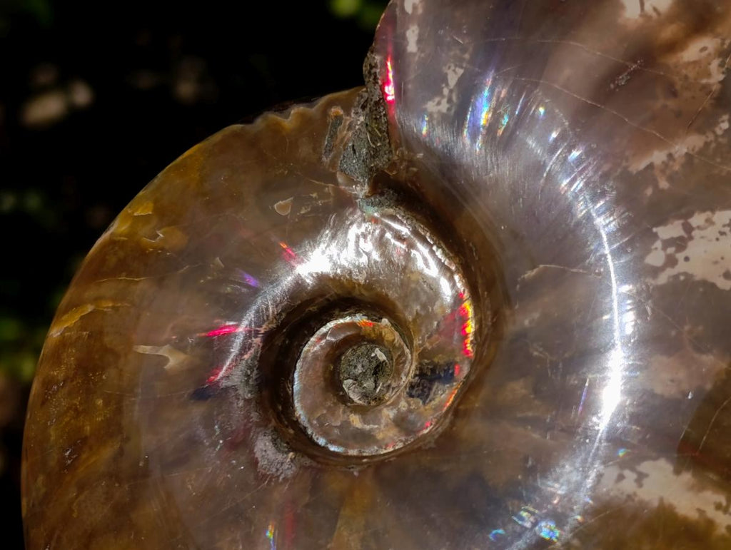 Polished Red Ammolite Cleoniceras Opalized Ammonite Fossils x 2 From Tulear, Madagascar - Toprock Gemstones and Minerals 