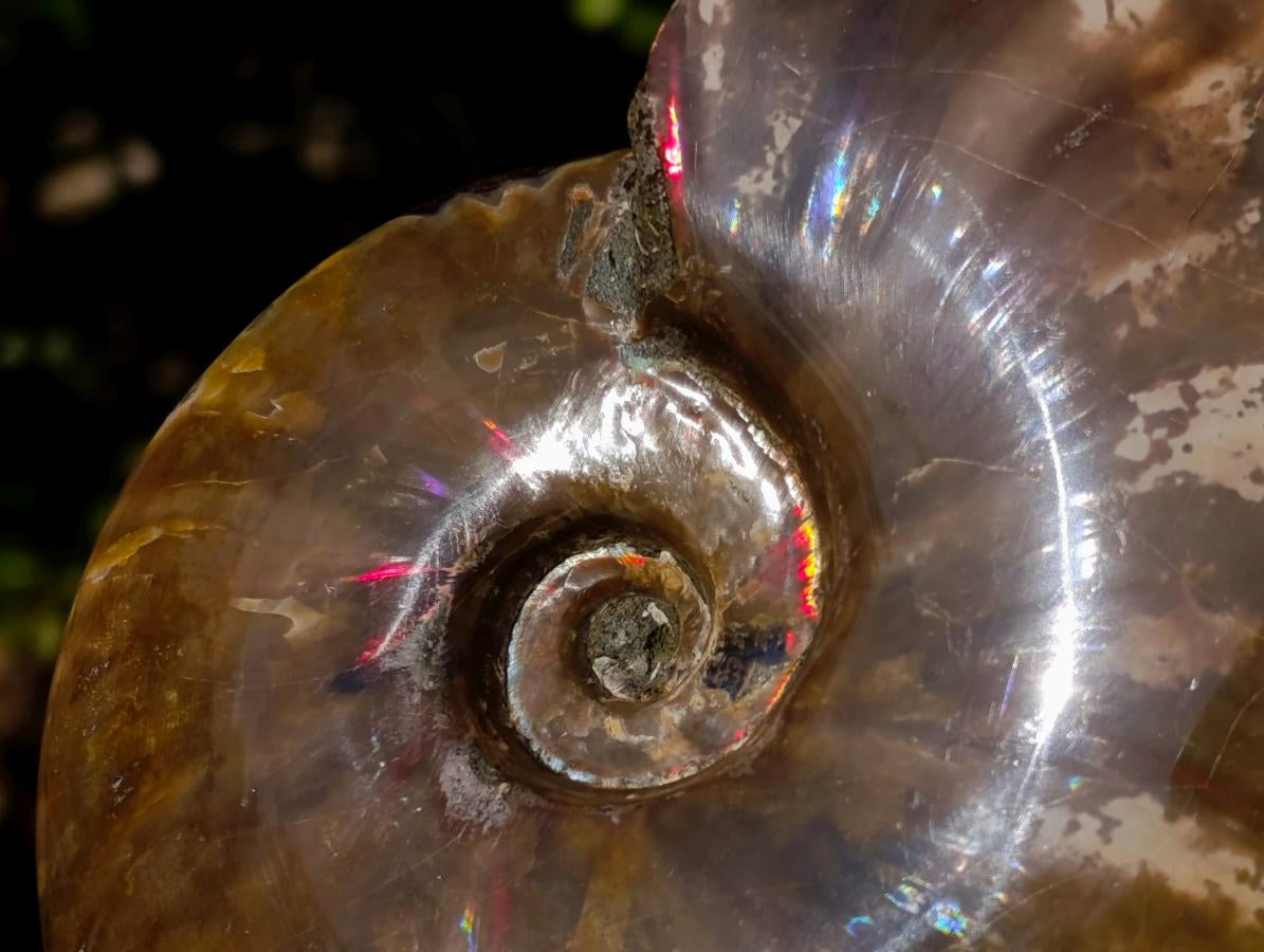 Polished Red Ammolite Cleoniceras Opalized Ammonite Fossils x 2 From Tulear, Madagascar - Toprock Gemstones and Minerals 