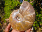 Polished Red Ammolite Cleoniceras Opalized Ammonite Fossils x 2 From Tulear, Madagascar - Toprock Gemstones and Minerals 