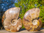 Polished Red Ammolite Cleoniceras Opalized Ammonite Fossils x 2 From Tulear, Madagascar - Toprock Gemstones and Minerals 