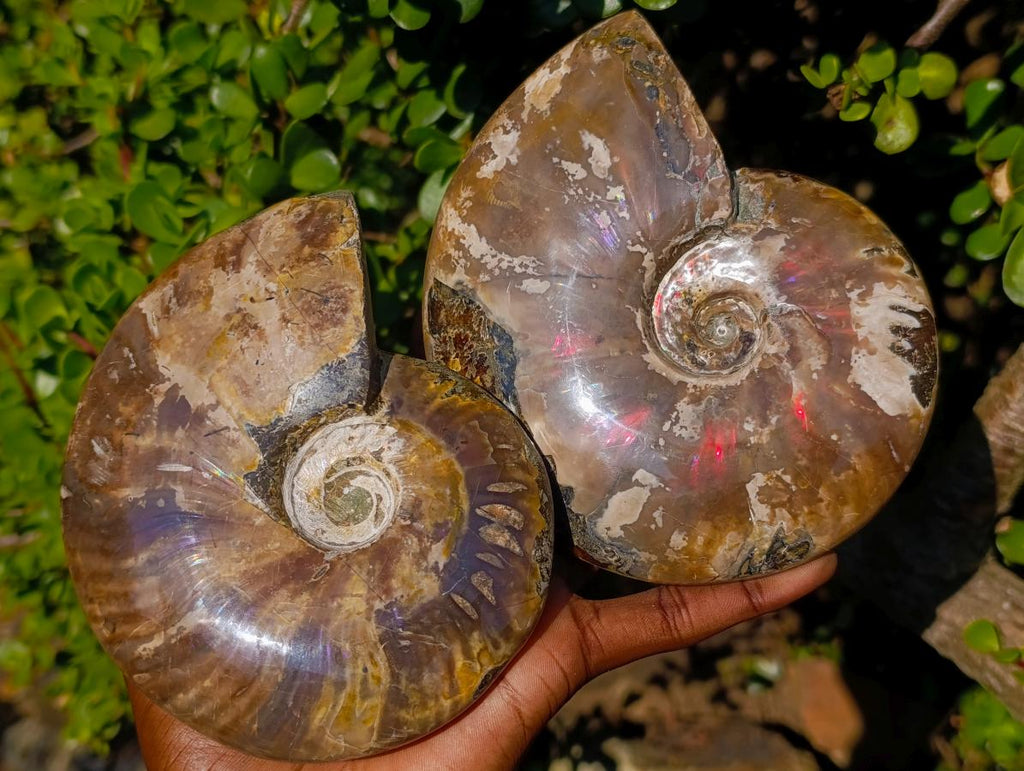 Polished Red Ammolite Cleoniceras Opalized Ammonite Fossils x 2 From Tulear, Madagascar - Toprock Gemstones and Minerals 