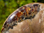 Polished Red Ammolite Cleoniceras Opalized Ammonite Fossils x 2 From Tulear, Madagascar - Toprock Gemstones and Minerals 