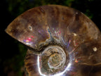 Polished Red Ammolite Cleoniceras Opalized Ammonite Fossils x 2 From Tulear, Madagascar - Toprock Gemstones and Minerals 
