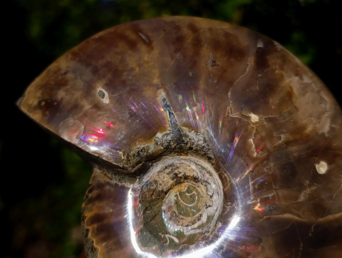 Polished Red Ammolite Cleoniceras Opalized Ammonite Fossils x 2 From Tulear, Madagascar - Toprock Gemstones and Minerals 