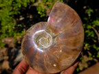 Polished Red Ammolite Cleoniceras Opalized Ammonite Fossils x 2 From Tulear, Madagascar - Toprock Gemstones and Minerals 