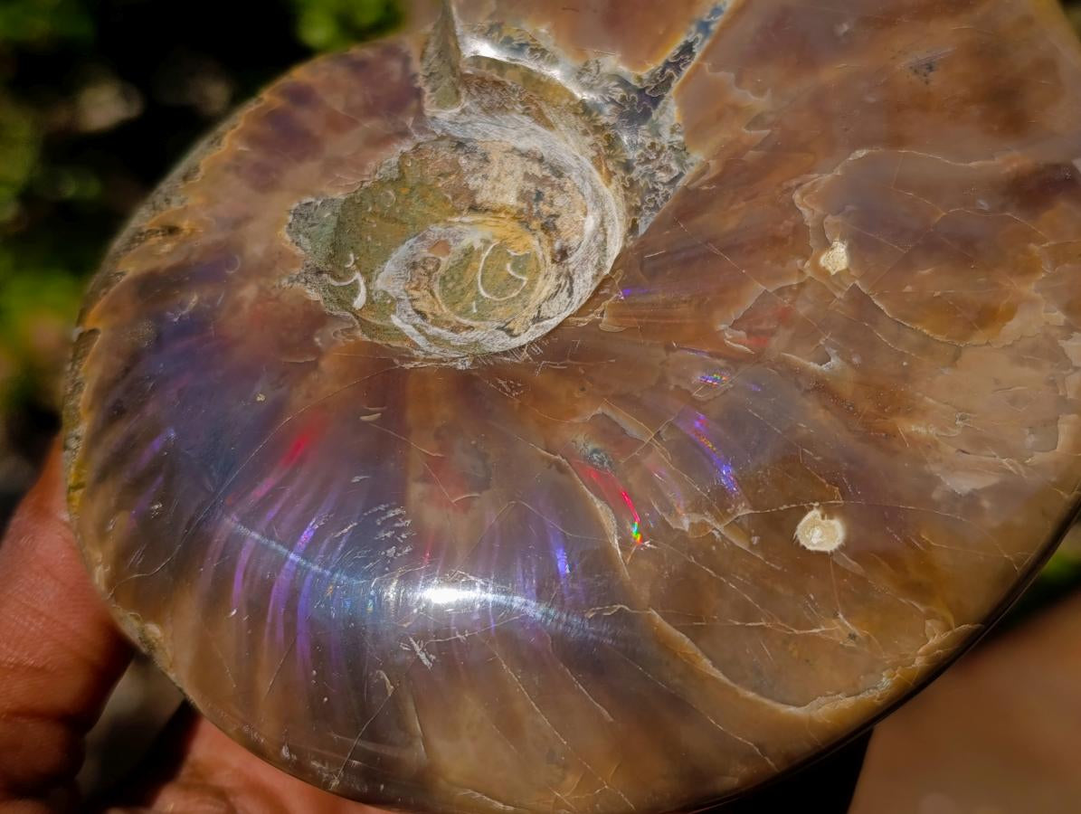 Polished Red Ammolite Cleoniceras Opalized Ammonite Fossils x 2 From Tulear, Madagascar - Toprock Gemstones and Minerals 