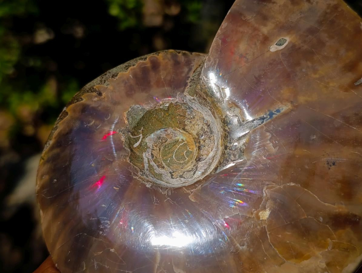 Polished Red Ammolite Cleoniceras Opalized Ammonite Fossils x 2 From Tulear, Madagascar - Toprock Gemstones and Minerals 