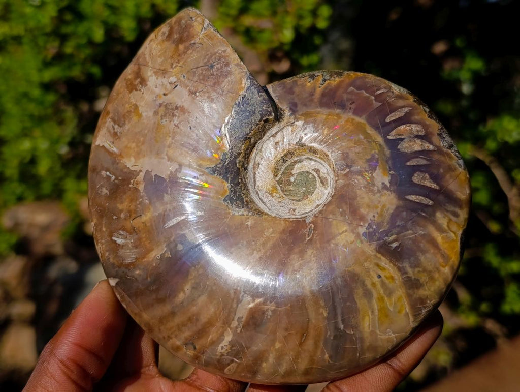 Polished Red Ammolite Cleoniceras Opalized Ammonite Fossils x 2 From Tulear, Madagascar - Toprock Gemstones and Minerals 