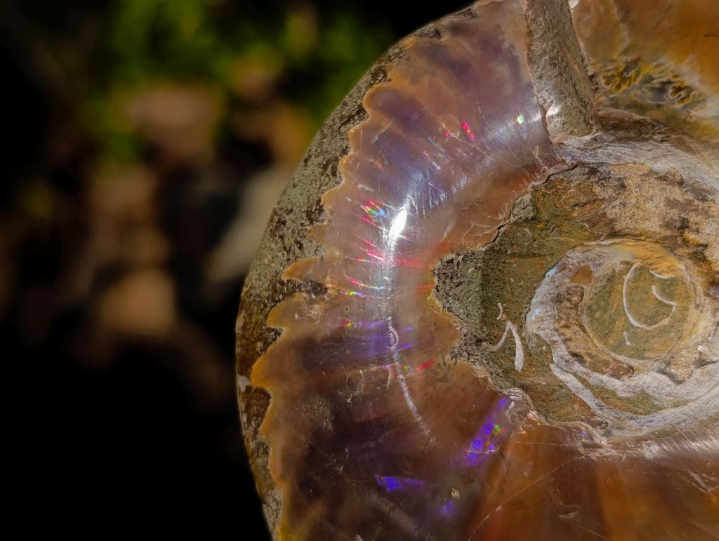 Polished Red Ammolite Cleoniceras Opalized Ammonite Fossils x 2 From Tulear, Madagascar - Toprock Gemstones and Minerals 