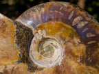Polished Red Ammolite Cleoniceras Opalized Ammonite Fossils x 2 From Tulear, Madagascar - Toprock Gemstones and Minerals 