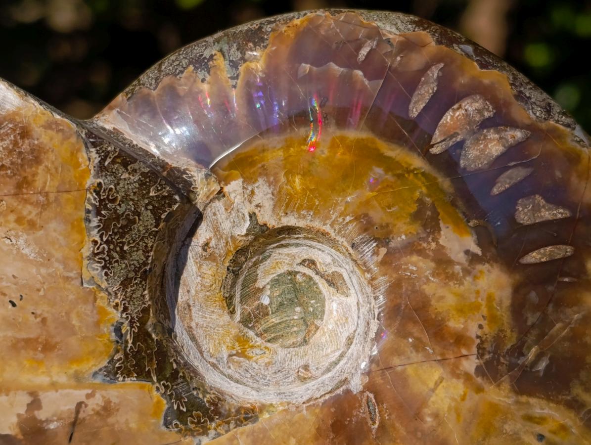 Polished Red Ammolite Cleoniceras Opalized Ammonite Fossils x 2 From Tulear, Madagascar - Toprock Gemstones and Minerals 