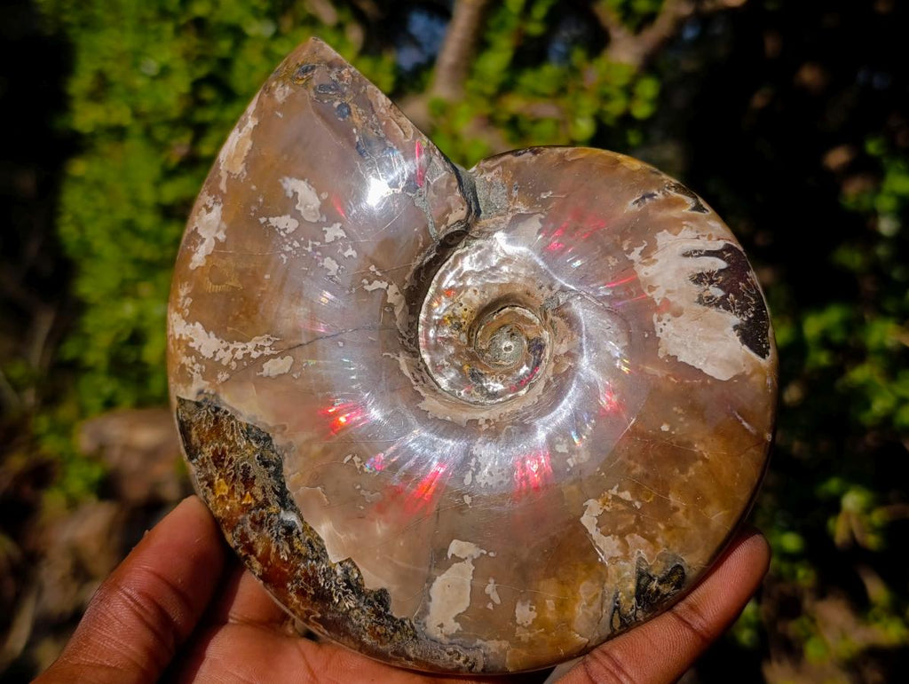 Polished Red Ammolite Cleoniceras Opalized Ammonite Fossils x 2 From Tulear, Madagascar - Toprock Gemstones and Minerals 