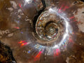 Polished Red Ammolite Cleoniceras Opalized Ammonite Fossils x 2 From Tulear, Madagascar - Toprock Gemstones and Minerals 