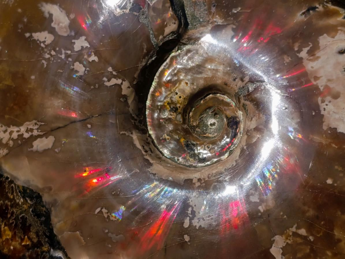 Polished Red Ammolite Cleoniceras Opalized Ammonite Fossils x 2 From Tulear, Madagascar - Toprock Gemstones and Minerals 
