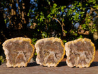 Polished Brown Podocarpus Petrified Wood Slices x 12 From Mahajanga, Madagascar - Toprock Gemstones and Minerals 