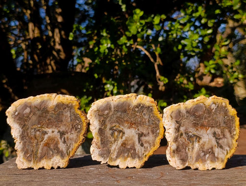 Polished Brown Podocarpus Petrified Wood Slices x 12 From Mahajanga, Madagascar - Toprock Gemstones and Minerals 