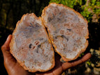 Polished Brown Podocarpus Petrified Wood Slices x 12 From Mahajanga, Madagascar - Toprock Gemstones and Minerals 