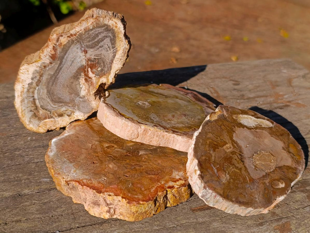 Polished Brown Podocarpus Petrified Wood Slices x 12 From Mahajanga, Madagascar - Toprock Gemstones and Minerals 