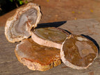 Polished Brown Podocarpus Petrified Wood Slices x 12 From Mahajanga, Madagascar - Toprock Gemstones and Minerals 