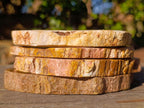 Polished Brown Podocarpus Petrified Wood Slices x 12 From Mahajanga, Madagascar - Toprock Gemstones and Minerals 