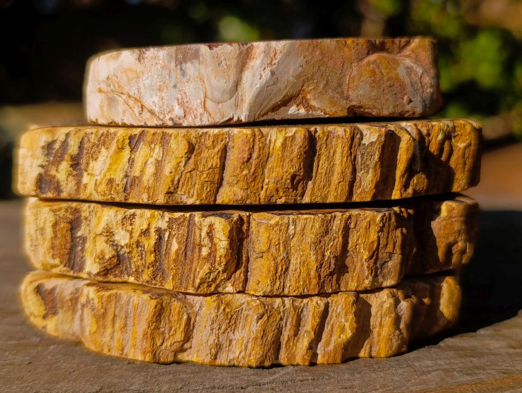 Polished Brown Podocarpus Petrified Wood Slices x 12 From Mahajanga, Madagascar - Toprock Gemstones and Minerals 