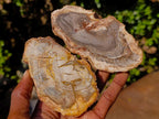 Polished Brown Podocarpus Petrified Wood Slices x 12 From Mahajanga, Madagascar - Toprock Gemstones and Minerals 