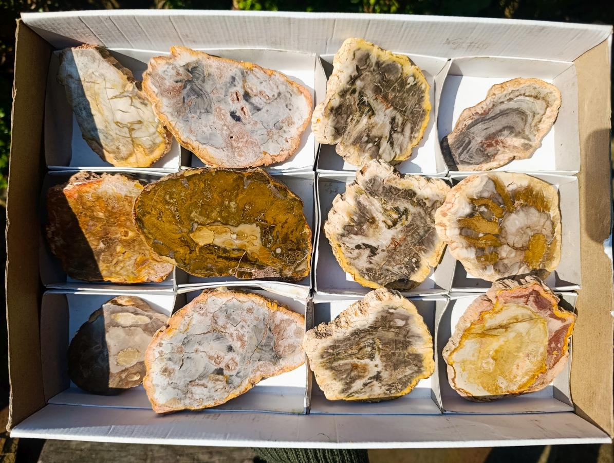 Polished Brown Podocarpus Petrified Wood Slices x 12 From Mahajanga, Madagascar - Toprock Gemstones and Minerals 