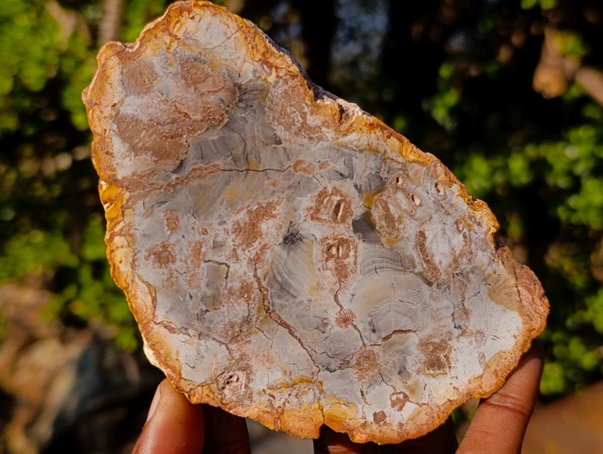Polished Brown Podocarpus Petrified Wood Slices x 12 From Mahajanga, Madagascar - Toprock Gemstones and Minerals 