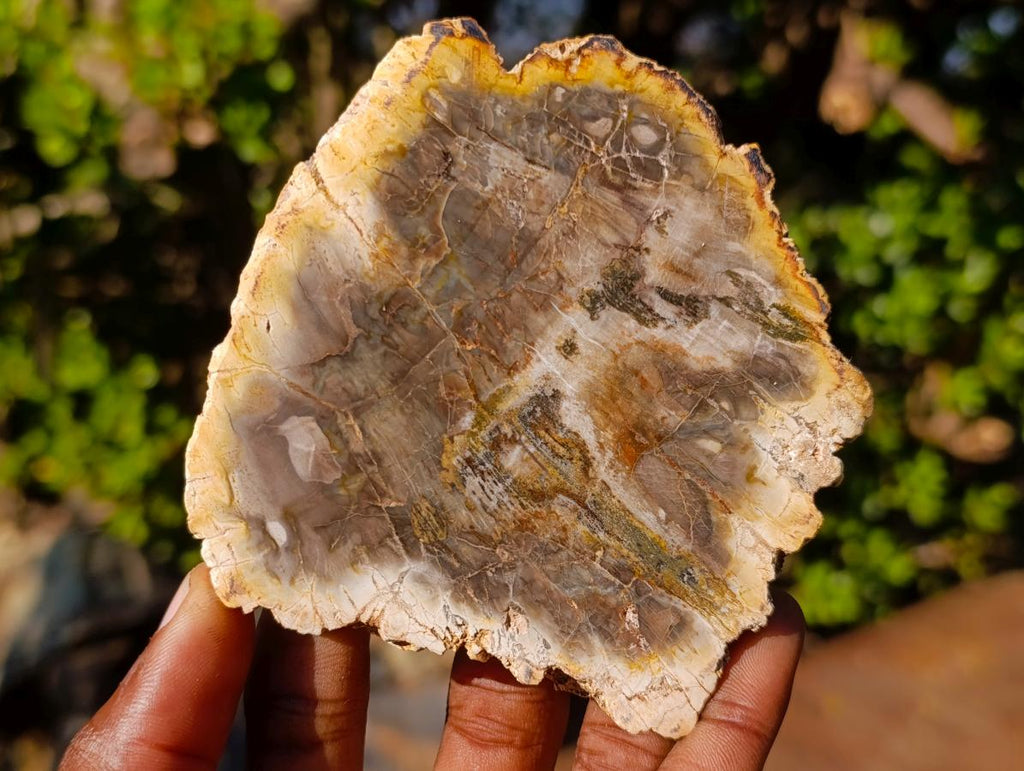 Polished Brown Podocarpus Petrified Wood Slices x 12 From Mahajanga, Madagascar - Toprock Gemstones and Minerals 