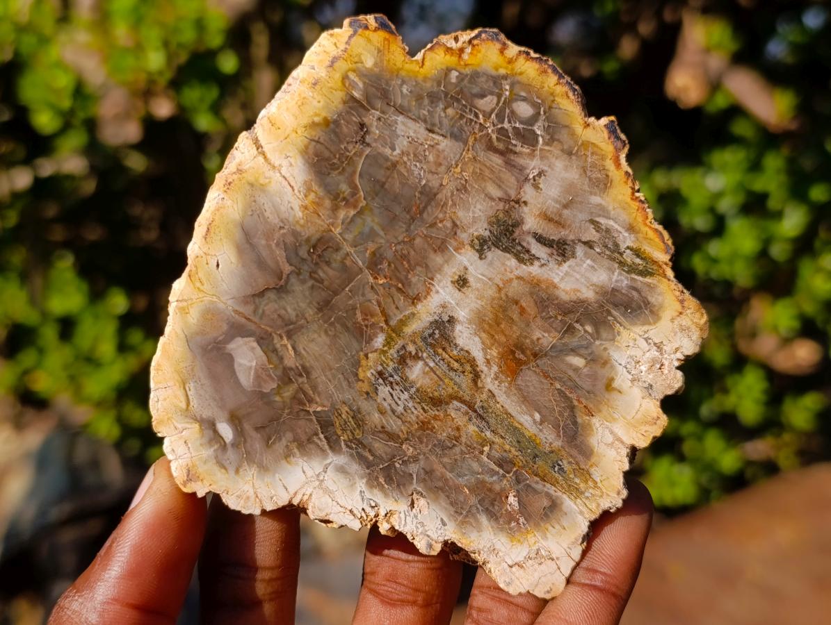 Polished Brown Podocarpus Petrified Wood Slices x 12 From Mahajanga, Madagascar - Toprock Gemstones and Minerals 
